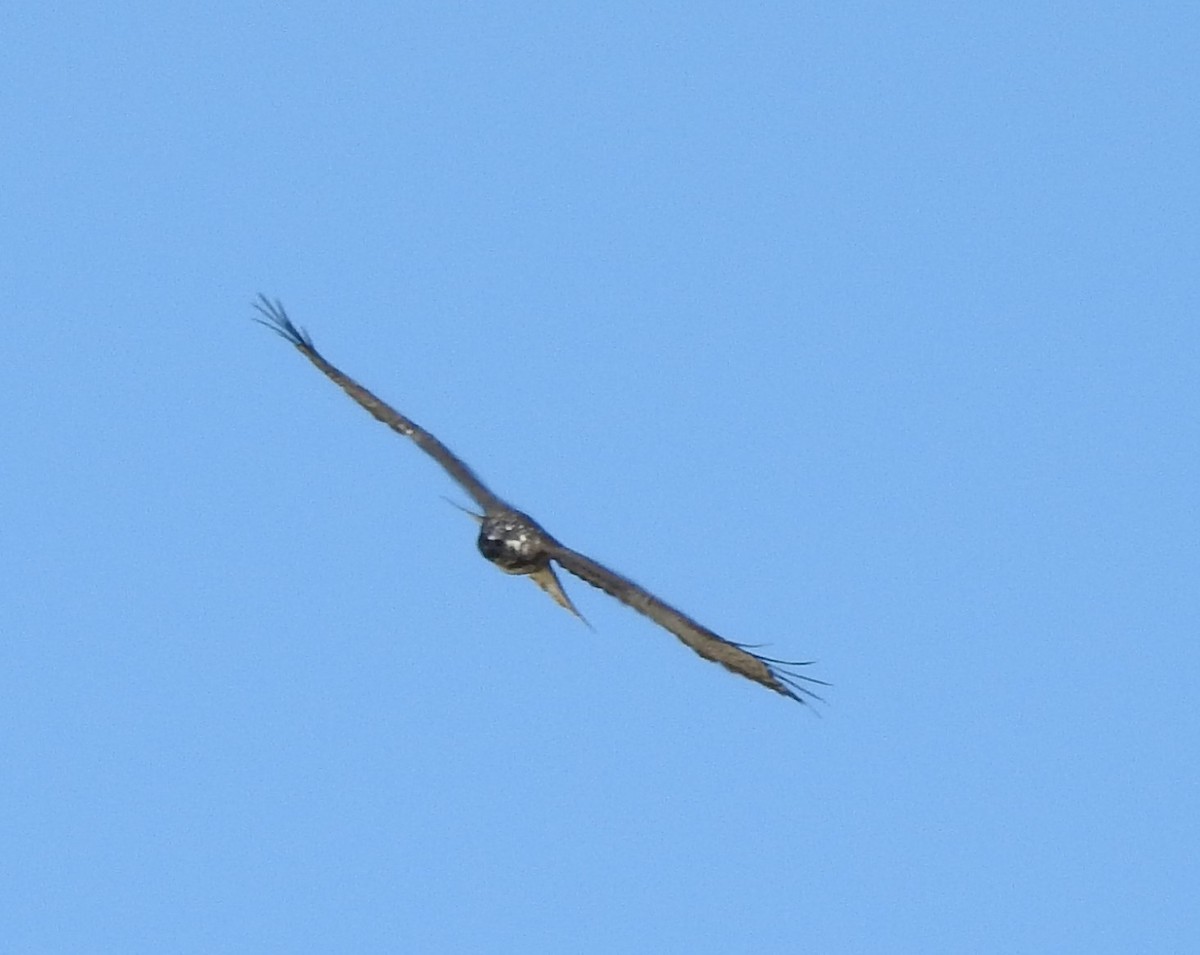 Red-tailed Hawk (calurus/alascensis) - ML71383001