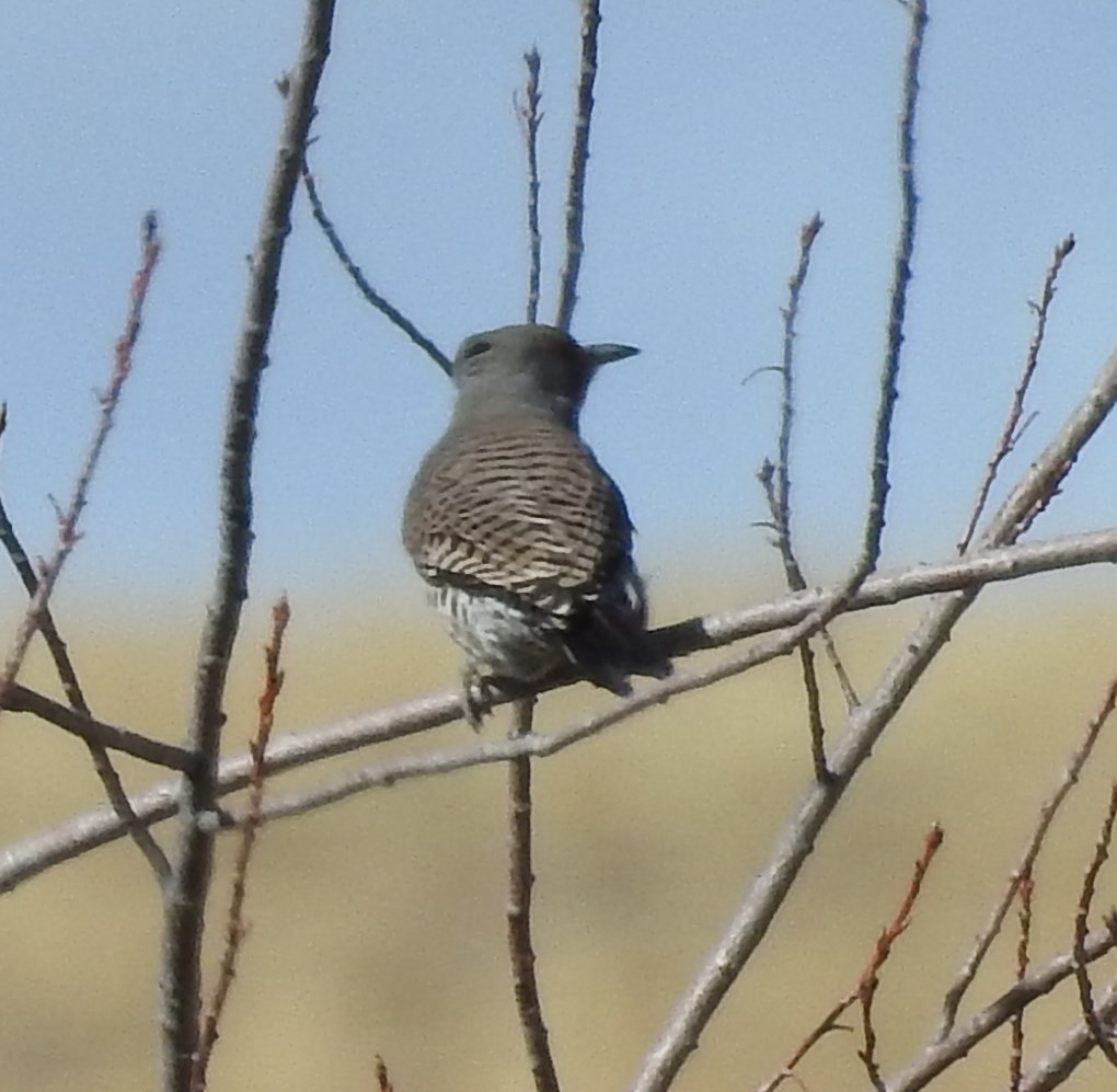 Northern Flicker (Red-shafted) - ML71383101
