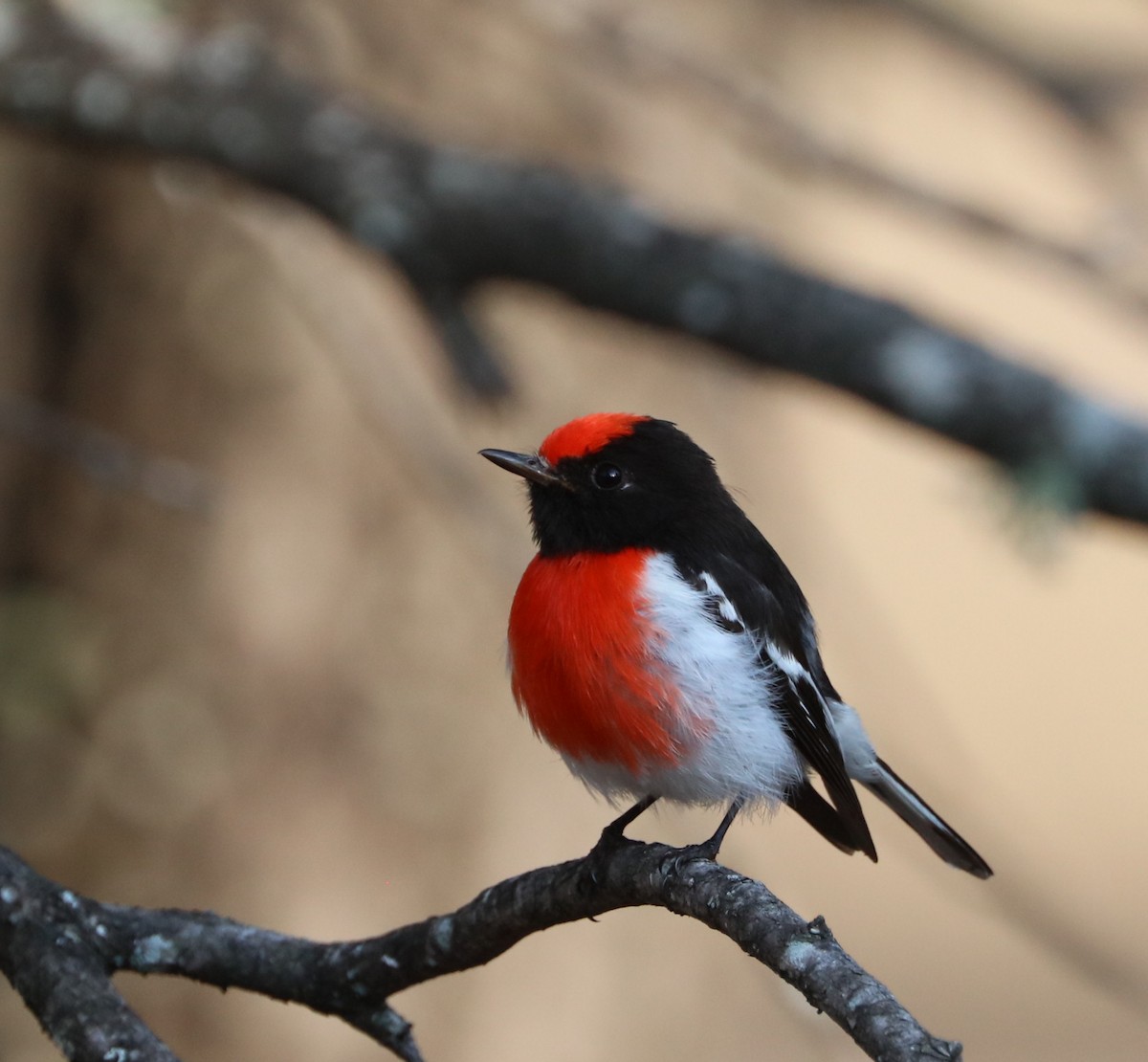 Red-capped Robin - ML71383171