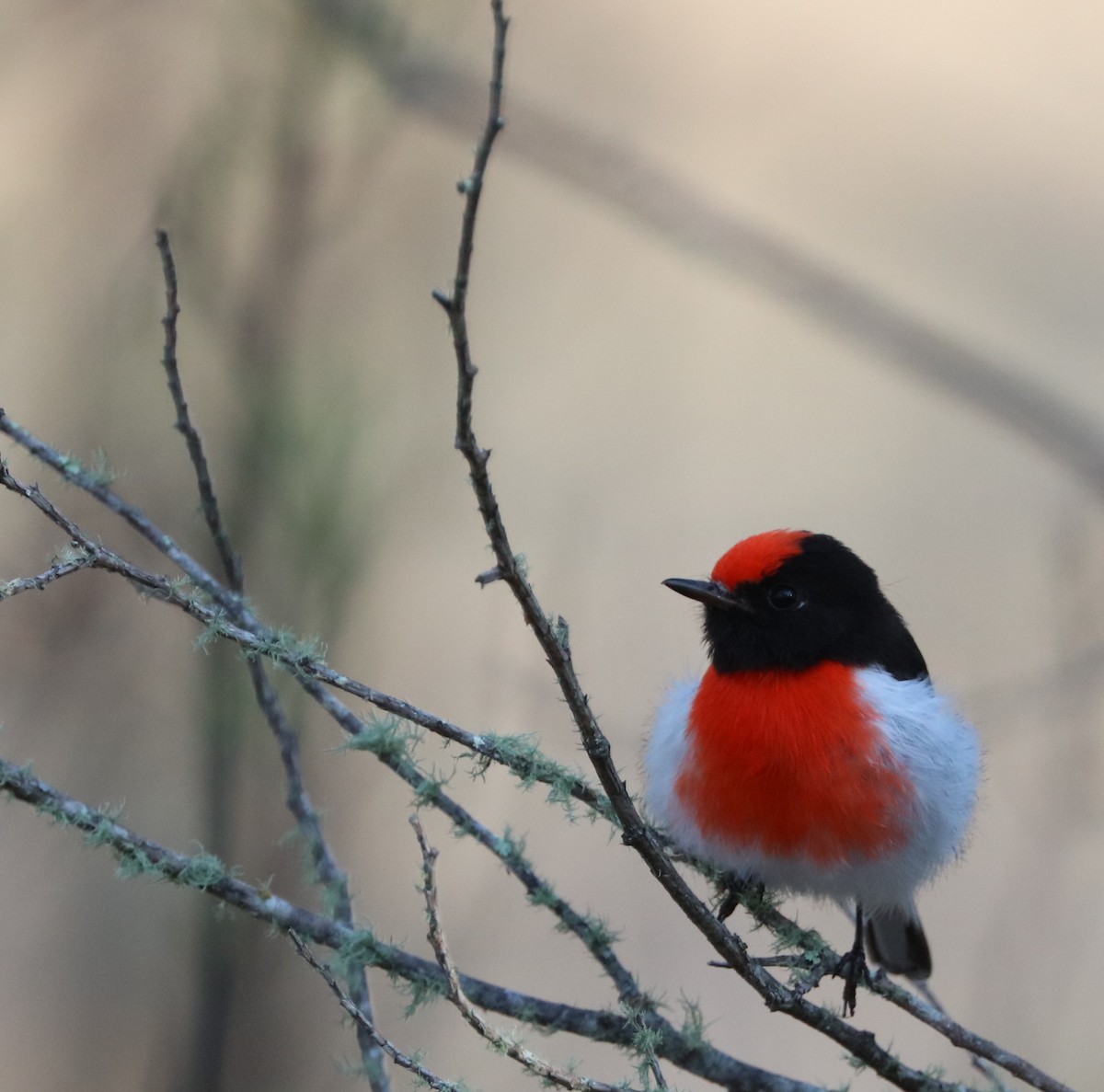Red-capped Robin - ML71383301