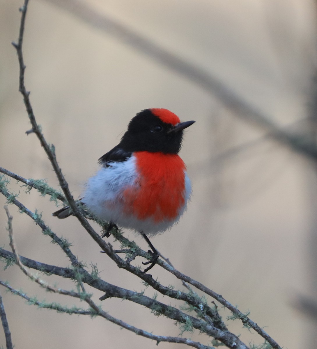 Red-capped Robin - ML71383321