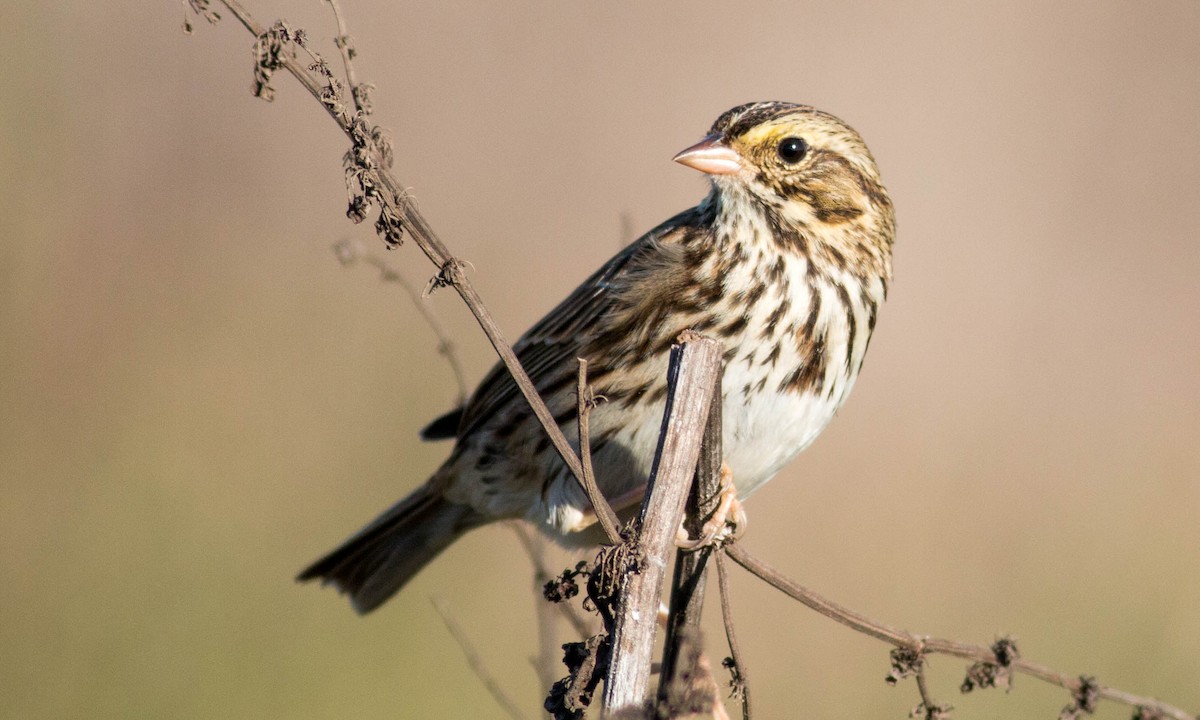 Savannah Sparrow (Savannah) - Paul Fenwick