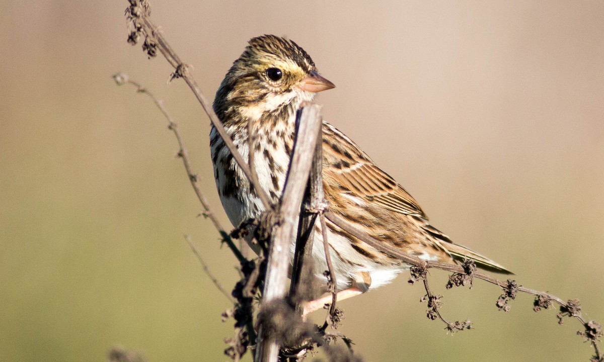 Savannah Sparrow (Savannah) - ML71383621