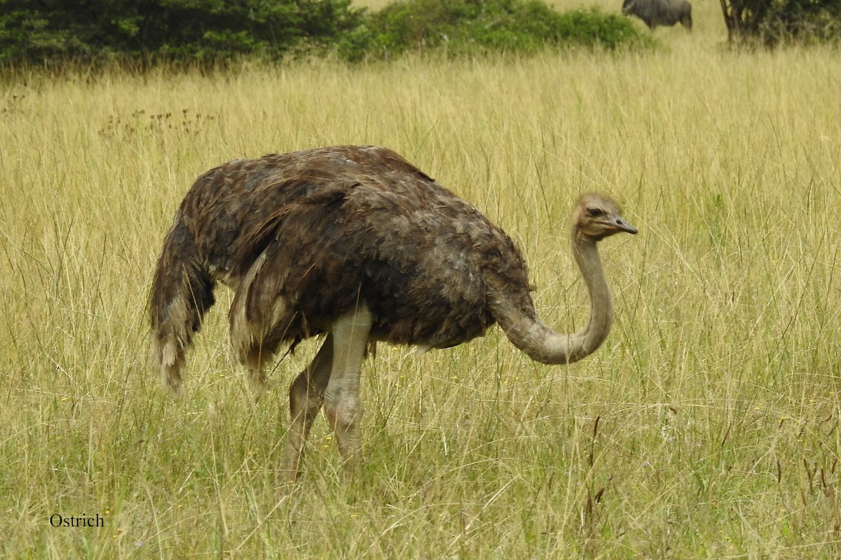 Common Ostrich - Alan Green