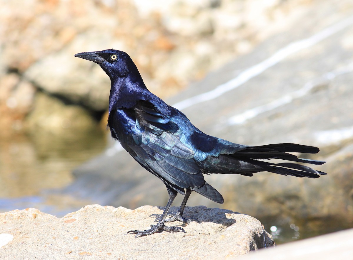 Great-tailed Grackle - ML71385351