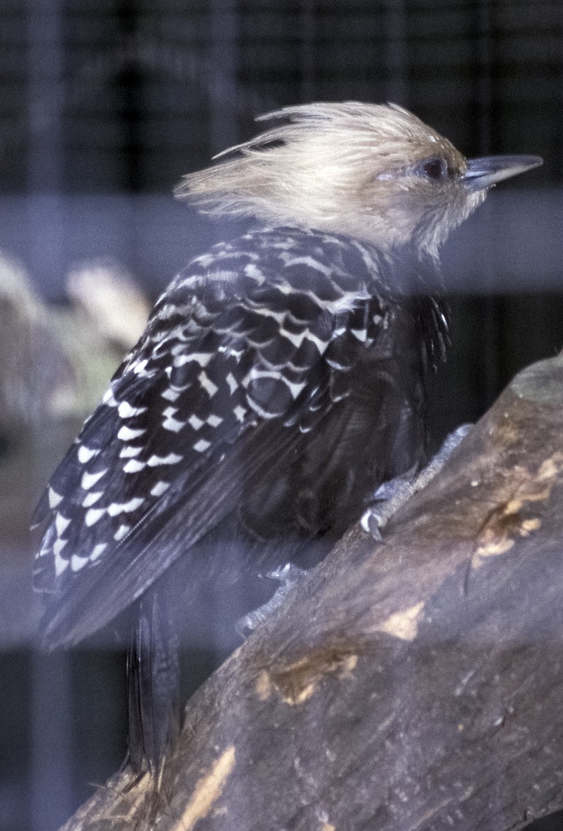 Pale-crested Woodpecker - Josep del Hoyo