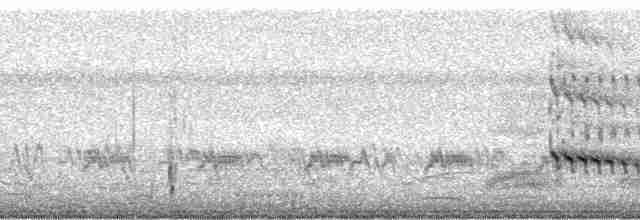 Ошейниковый зимородок - ML71389