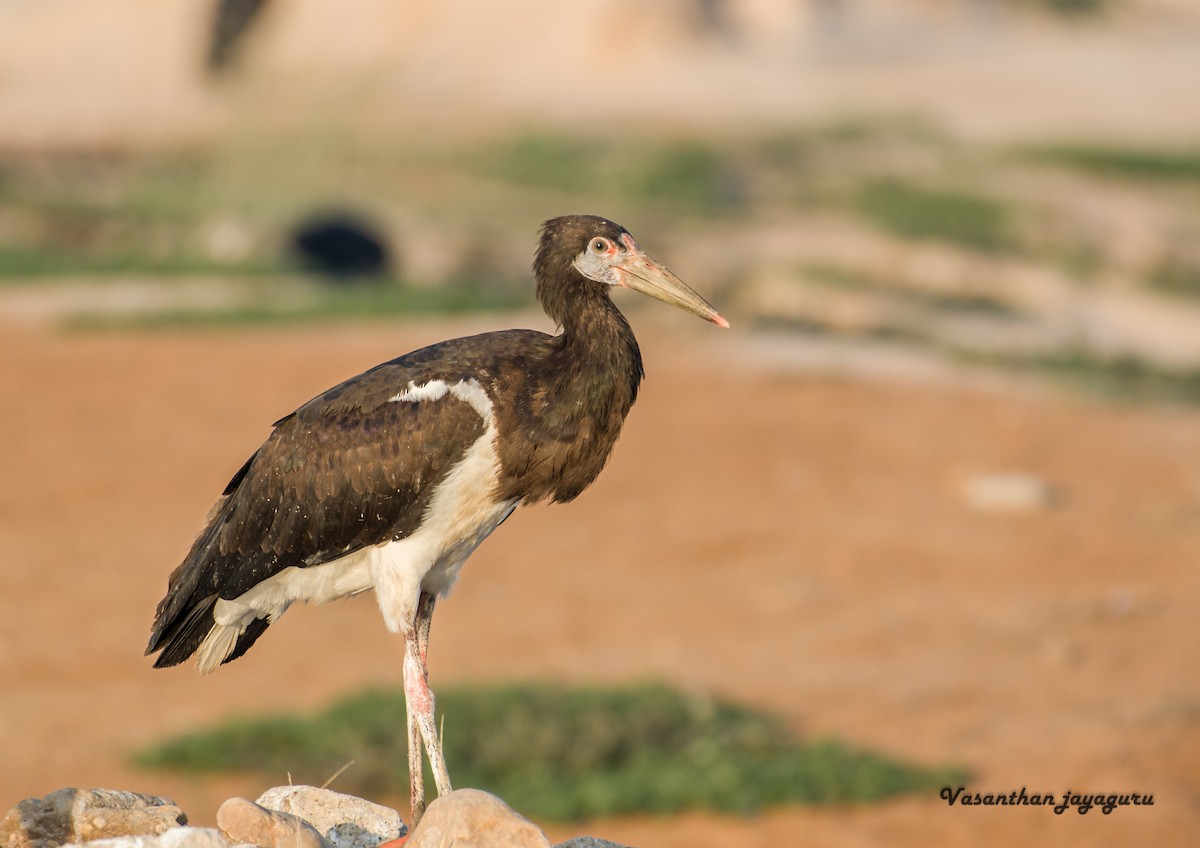 Abdim's Stork - Vasanthan jayaguru