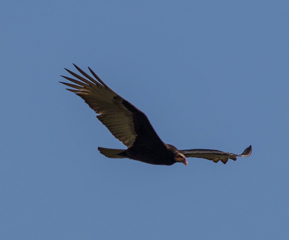 Lesser Yellow-headed Vulture - Meg Barron
