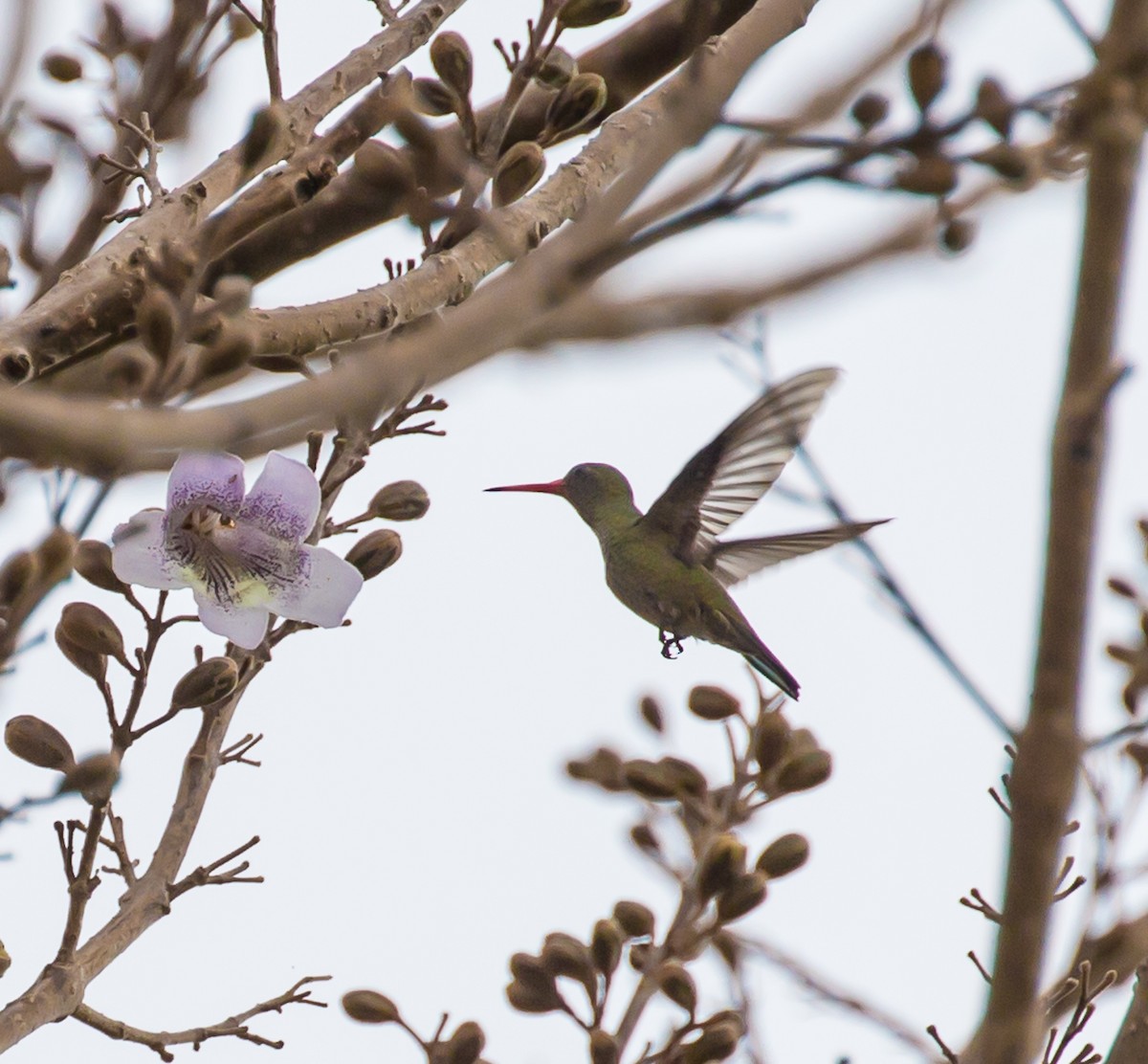 Gilded Hummingbird - Meg Barron
