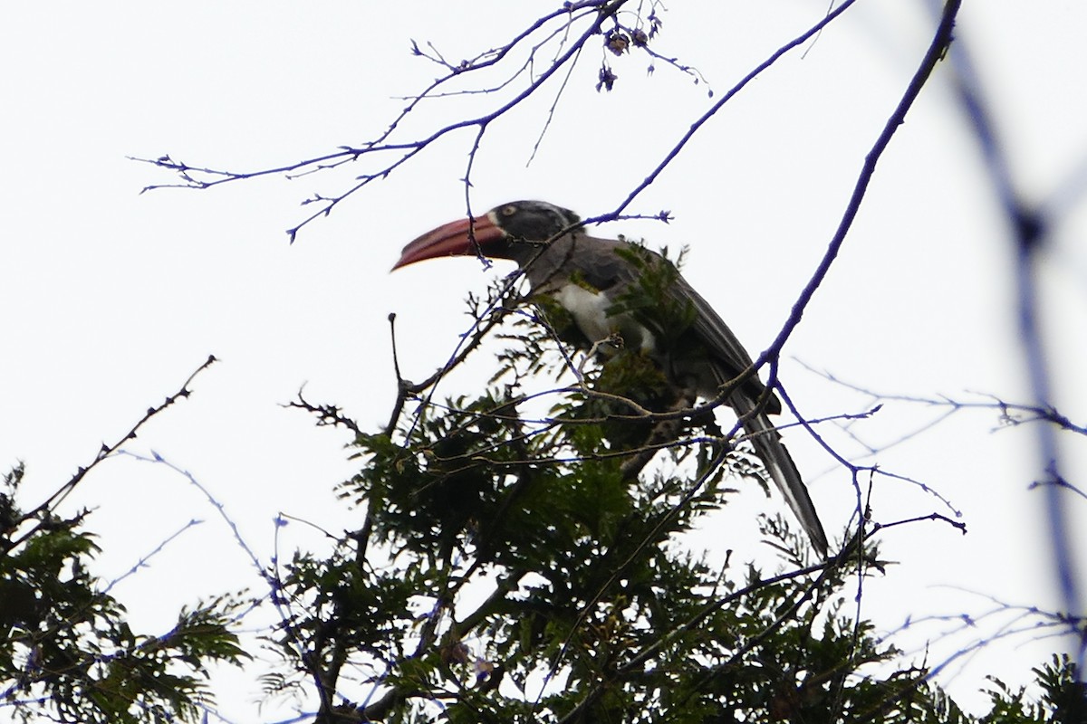 Crowned Hornbill - Peter Kaestner