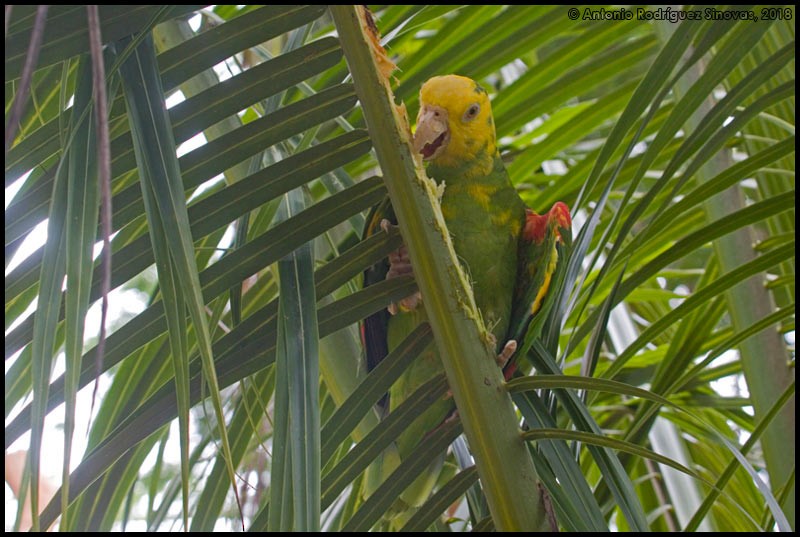 Yellow-headed Parrot - ML713946