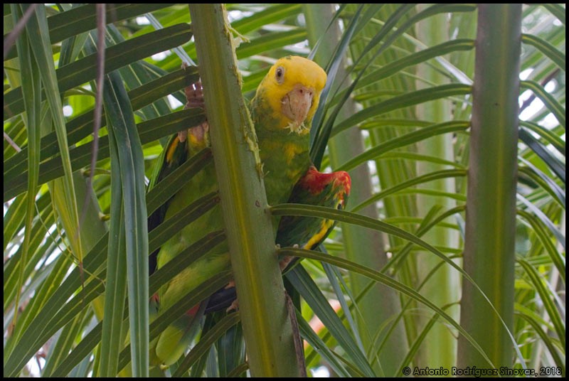 Yellow-headed Parrot - ML713947