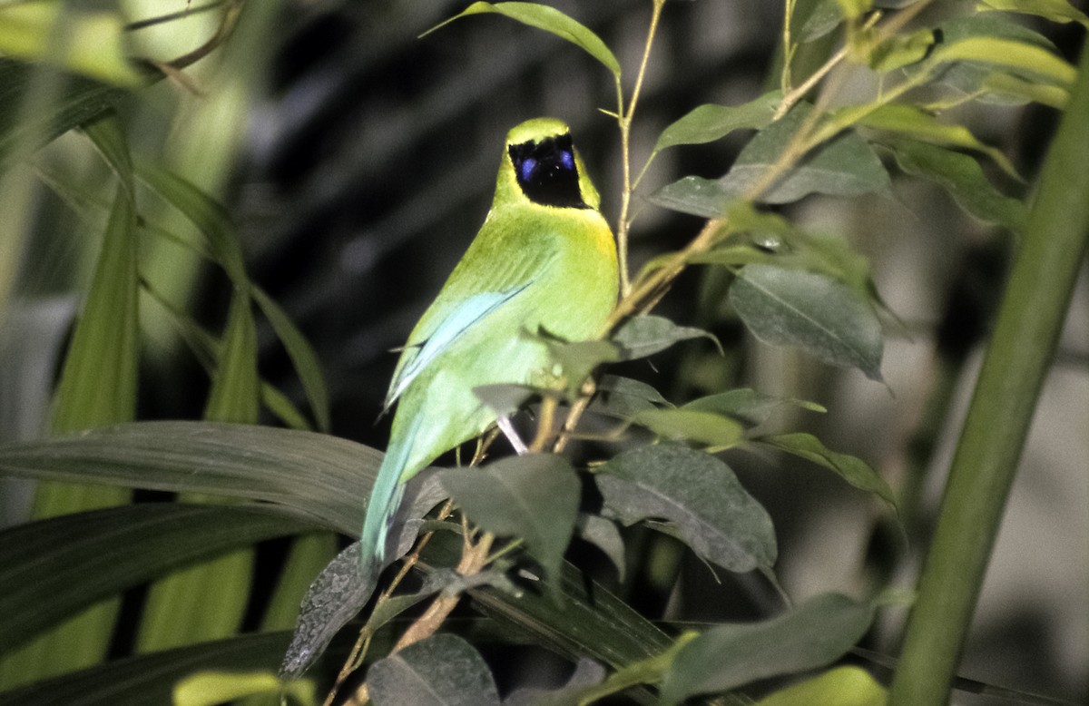 Lesser Green Leafbird - Josep del Hoyo