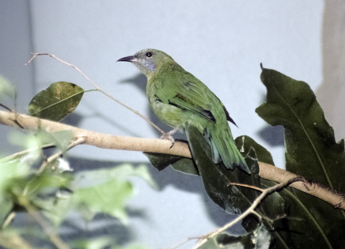 Javan Leafbird - Josep del Hoyo