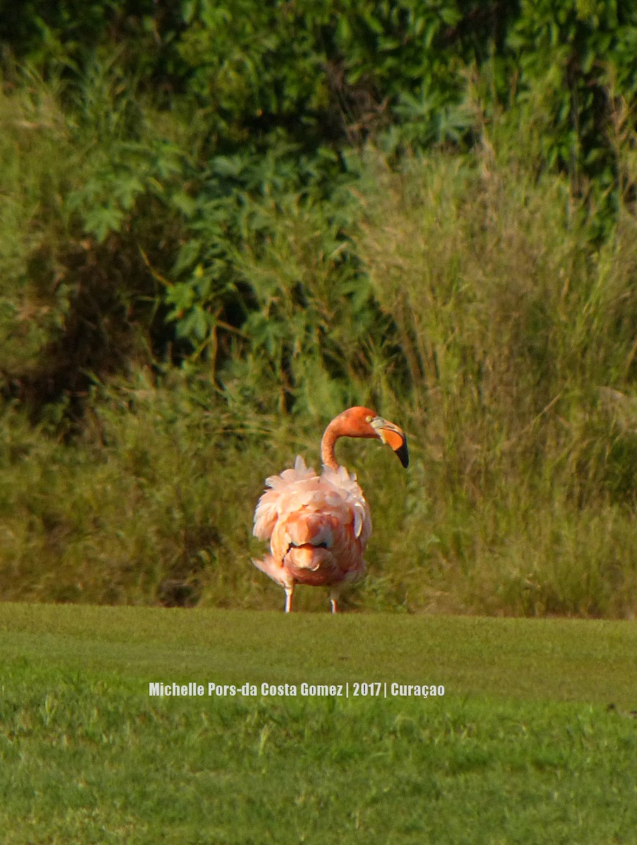 American Flamingo - Michelle da Costa Gomez