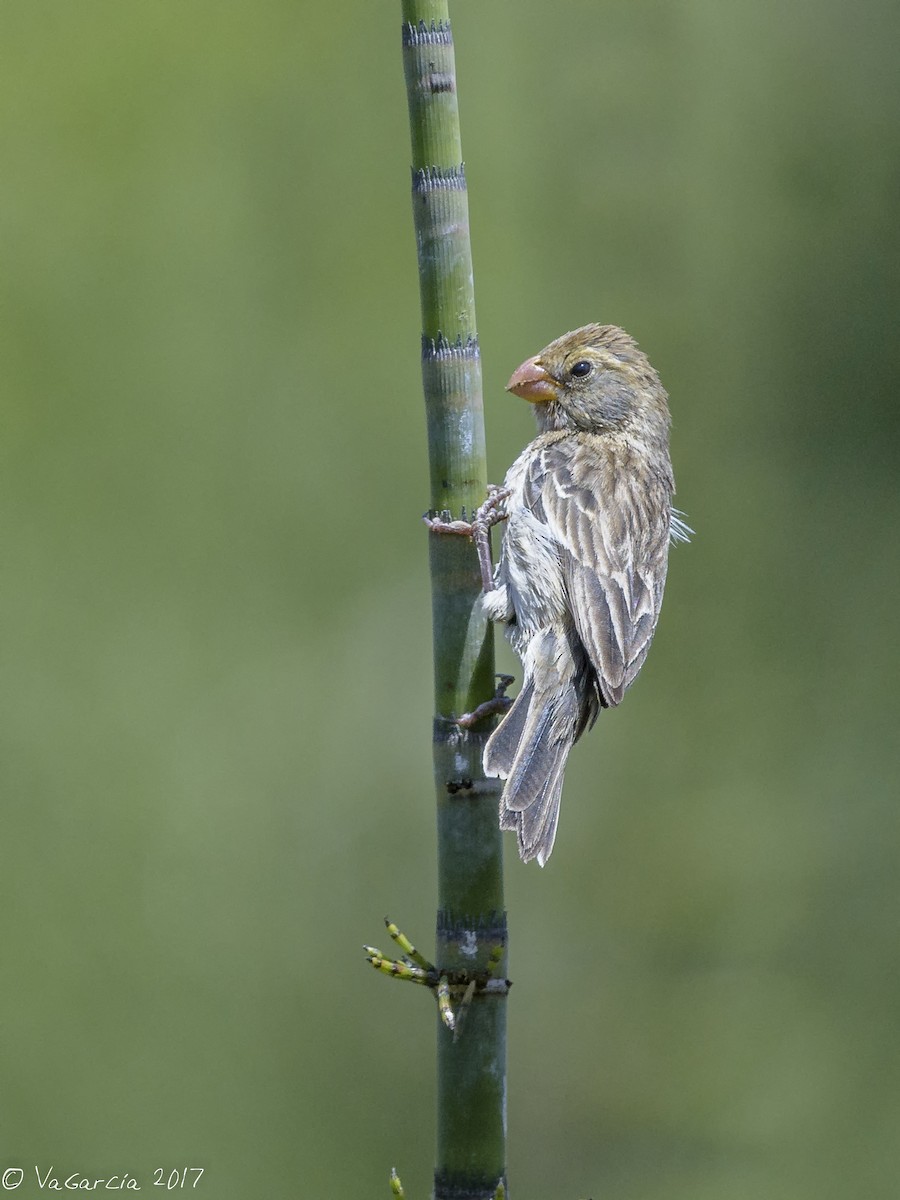 Chestnut-throated Seedeater - ML71400641