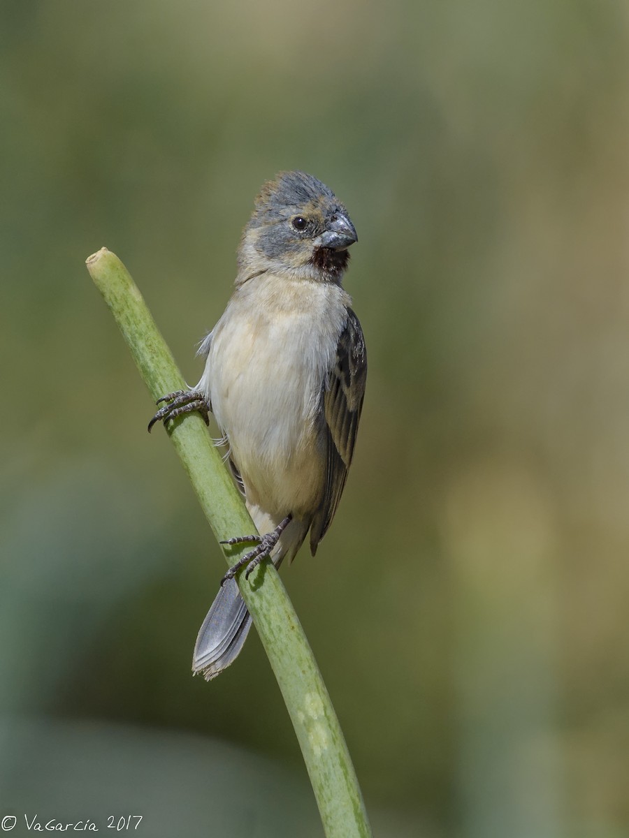 Chestnut-throated Seedeater - ML71400691