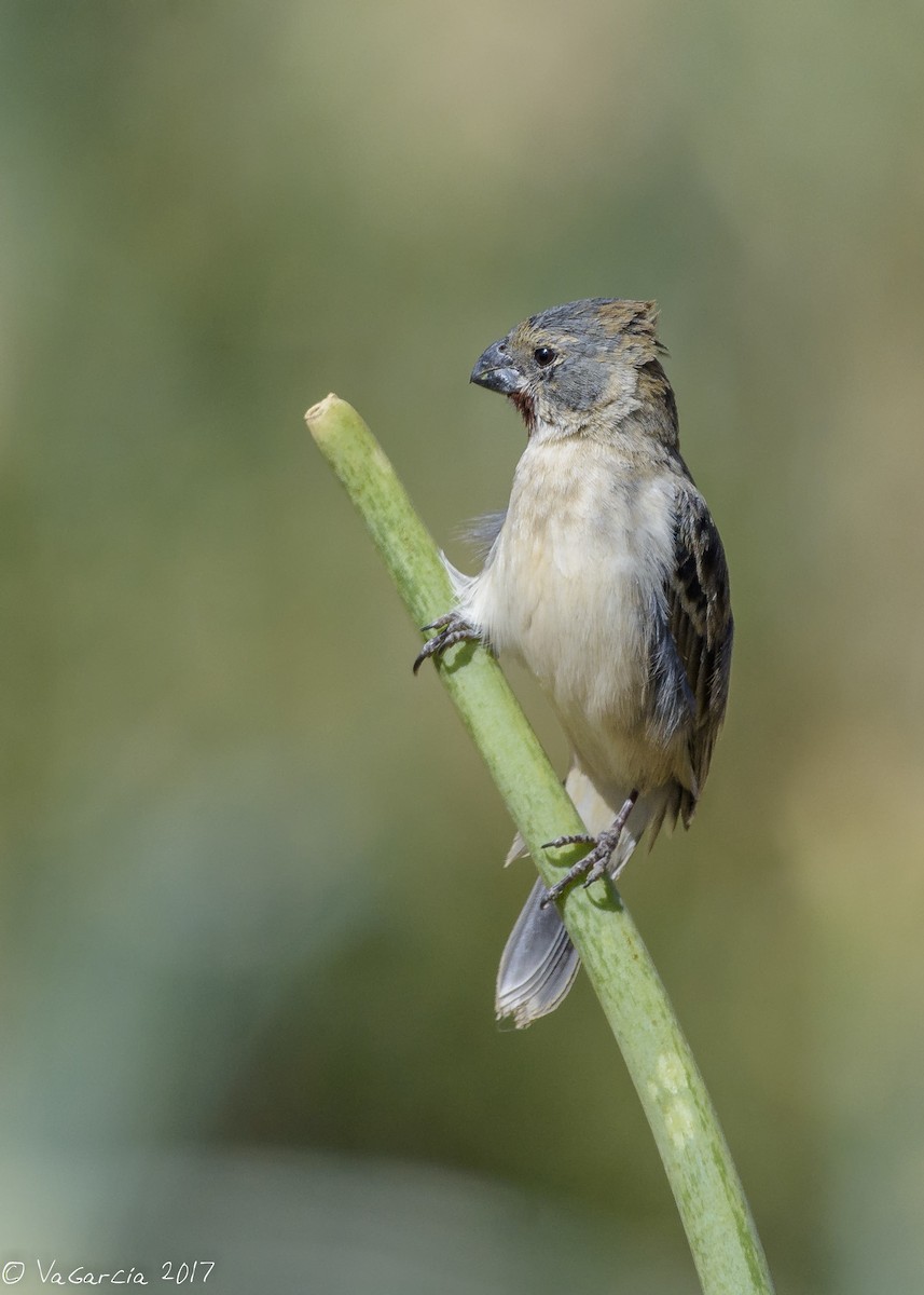 Chestnut-throated Seedeater - ML71400711