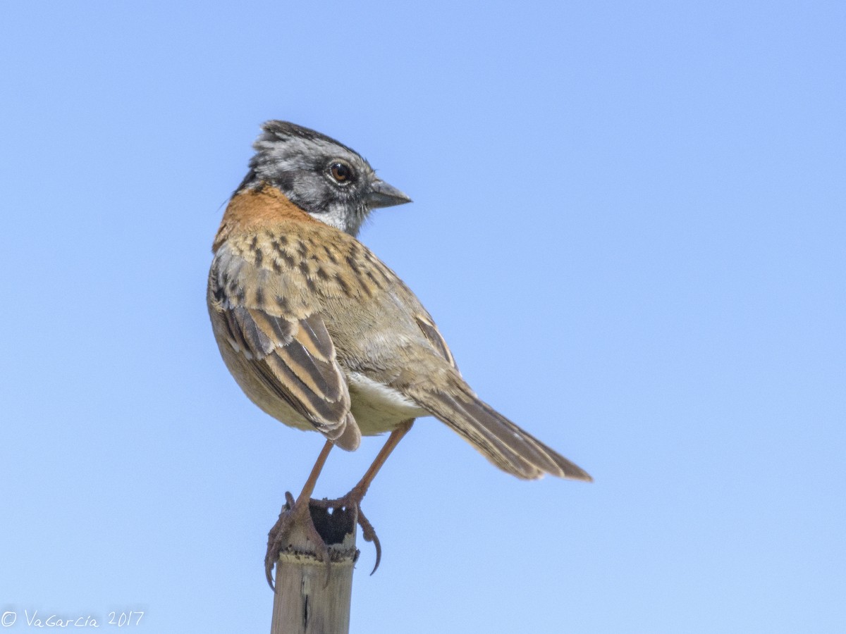Rufous-collared Sparrow - ML71400741