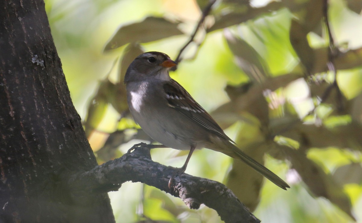 White-crowned Sparrow (Gambel's) - Laurens Halsey