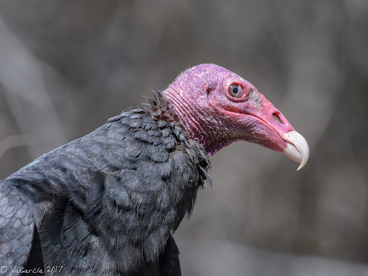 Turkey Vulture - VERONICA ARAYA GARCIA