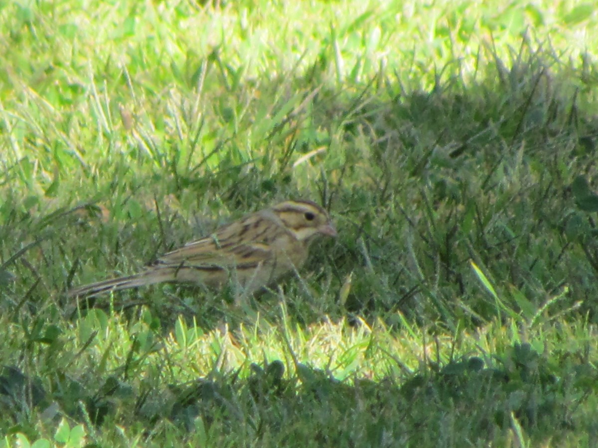 Clay-colored Sparrow - ML71402621