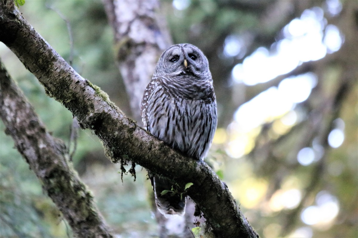 Barred Owl - David Cook