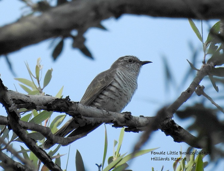 Little Bronze-Cuckoo - Marie Tarrant