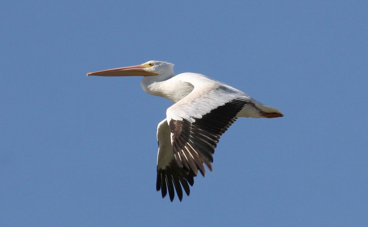 American White Pelican - Laurens Halsey
