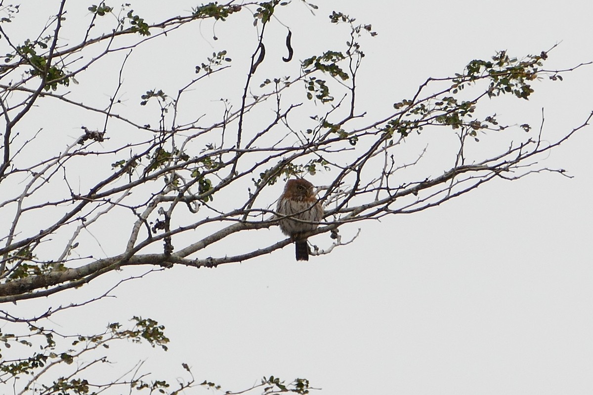 Pearl-spotted Owlet - ML71406481