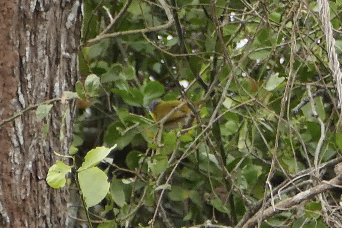Yellow-breasted Apalis - ML71407671