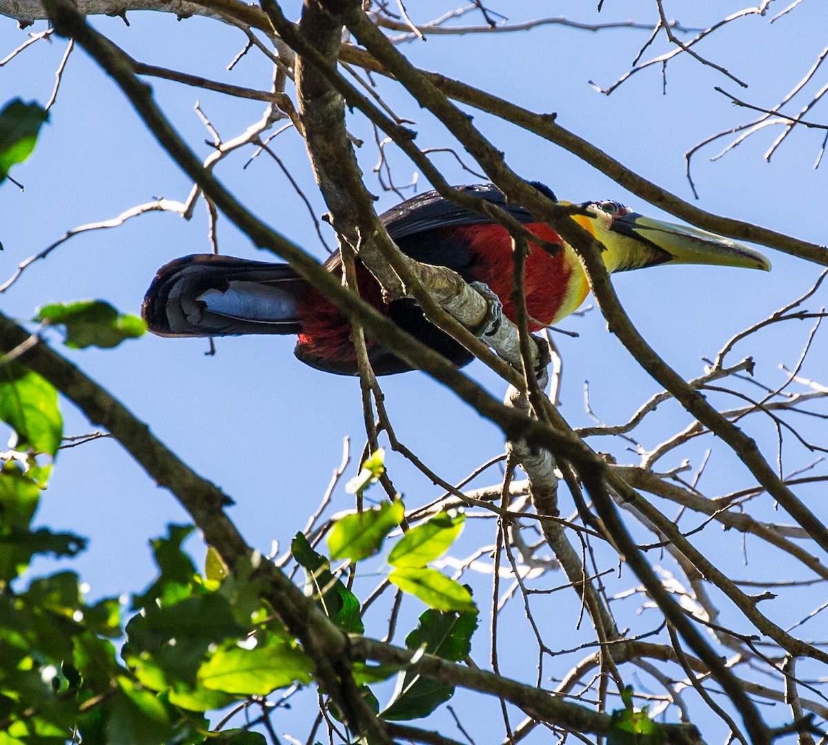 Red-breasted Toucan - Meg Barron