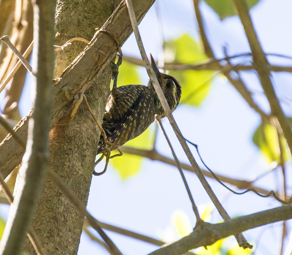 White-spotted Woodpecker - ML71408191