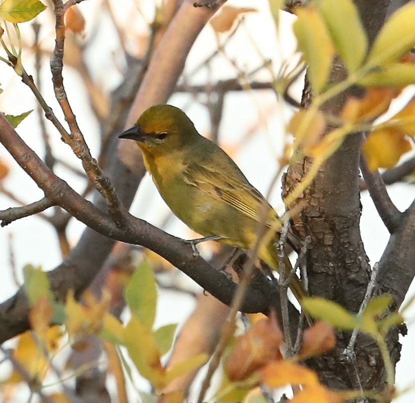 Hepatic Tanager - ML71409231