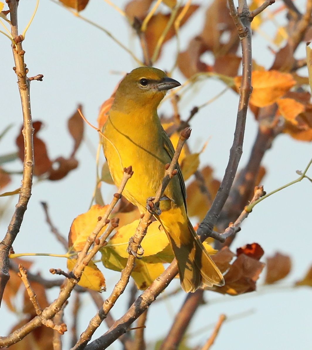 Hepatic Tanager - ML71409241