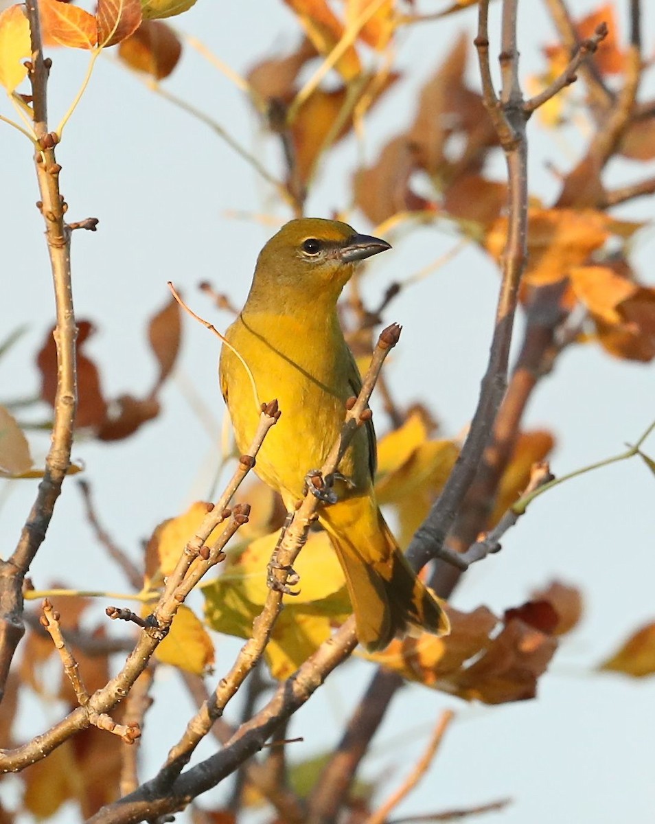 Hepatic Tanager - ML71409261