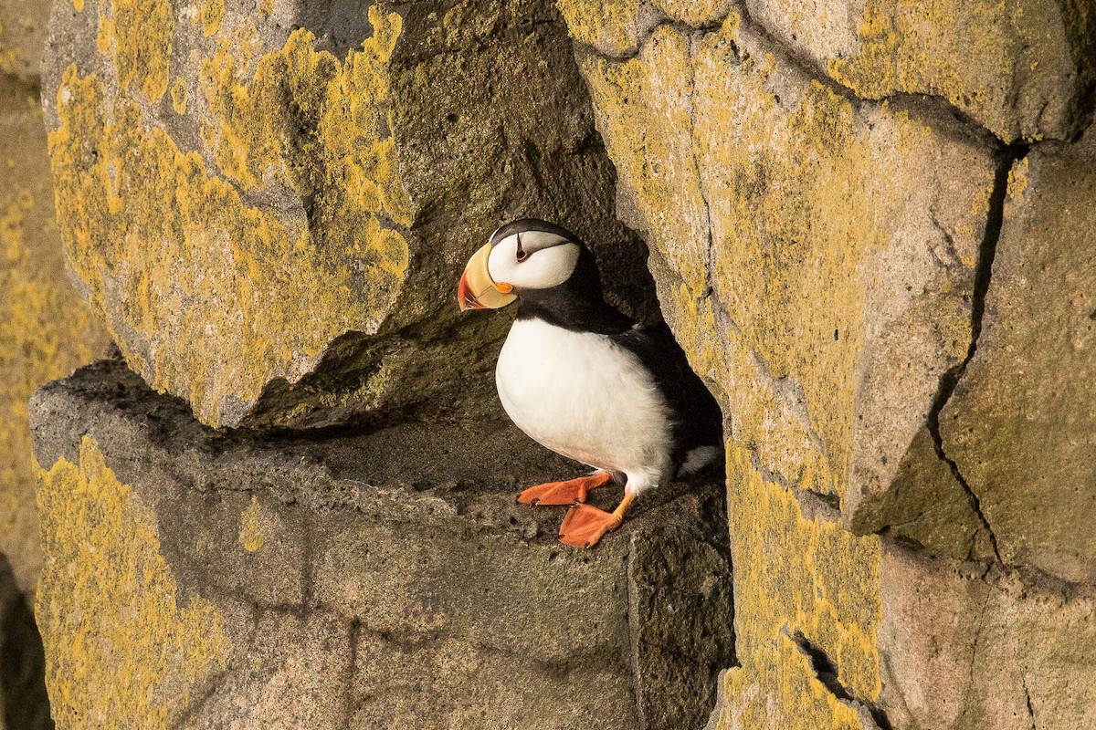 Horned Puffin - ML71411441