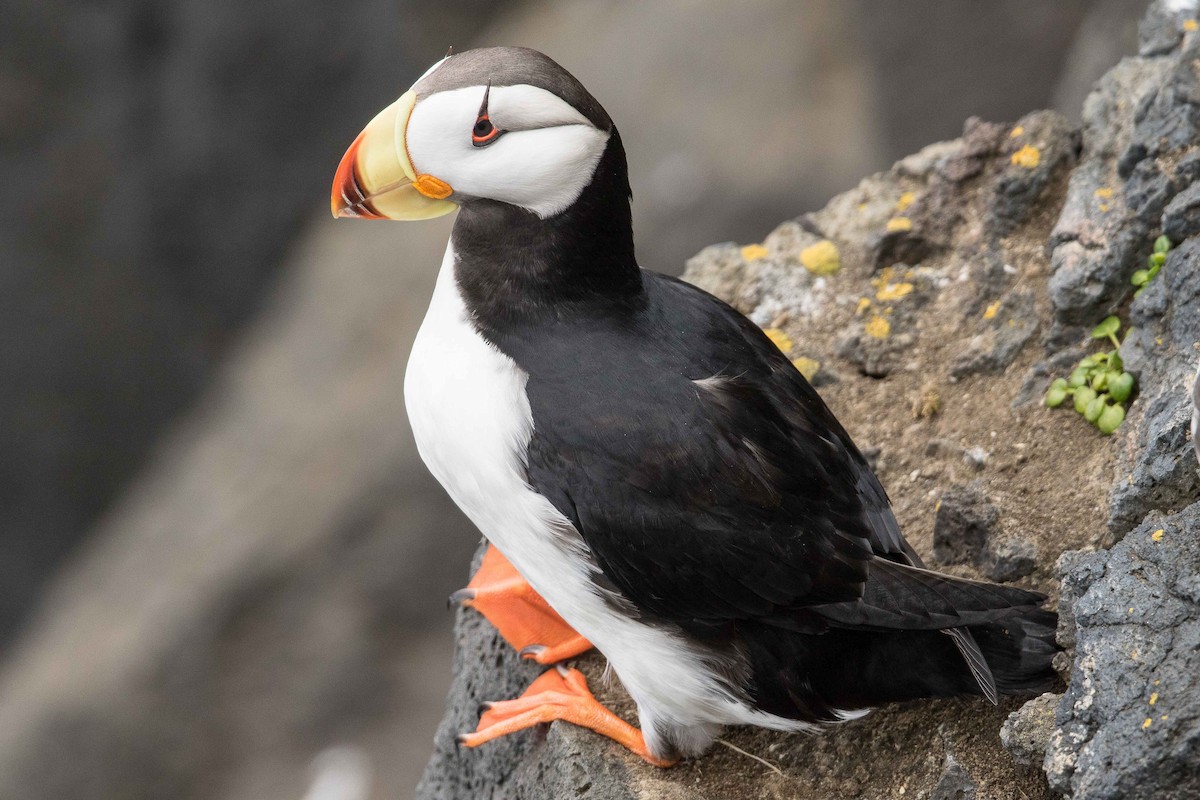 Horned Puffin - ML71411491