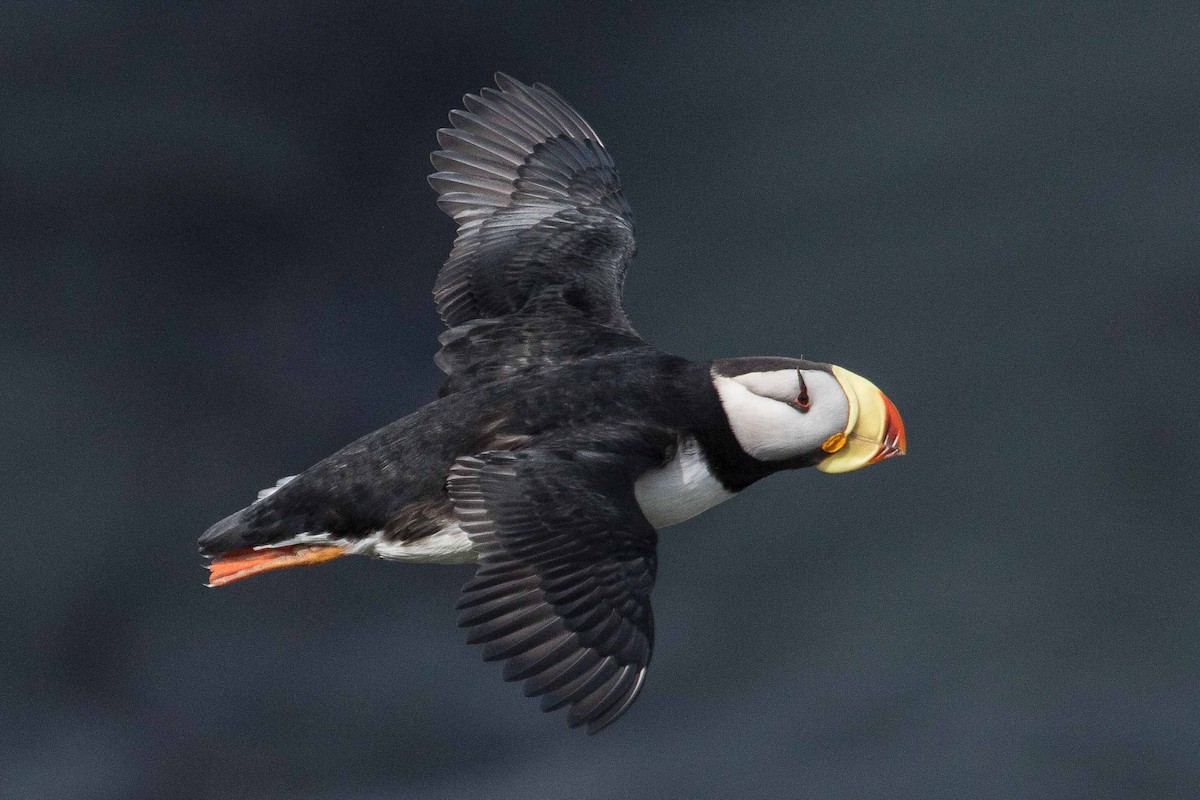 Horned Puffin - ML71411521