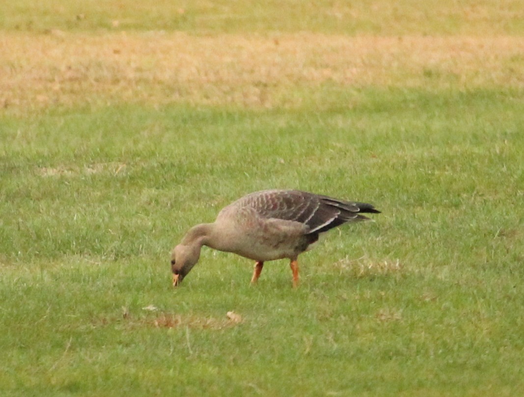 Greater White-fronted Goose - ML71412251