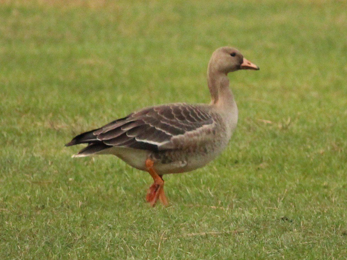 Greater White-fronted Goose - ML71412261