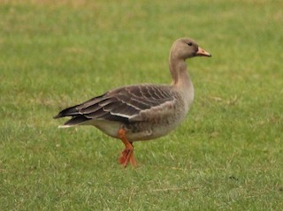 Greater White-fronted Goose, ML71412261