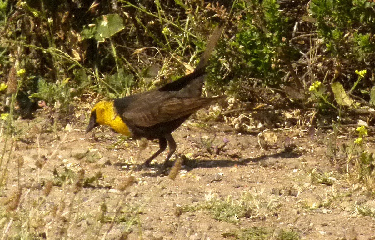 Yellow-headed Blackbird - ML71412801