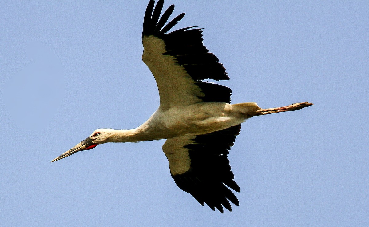 Oriental Stork - Blake Matheson