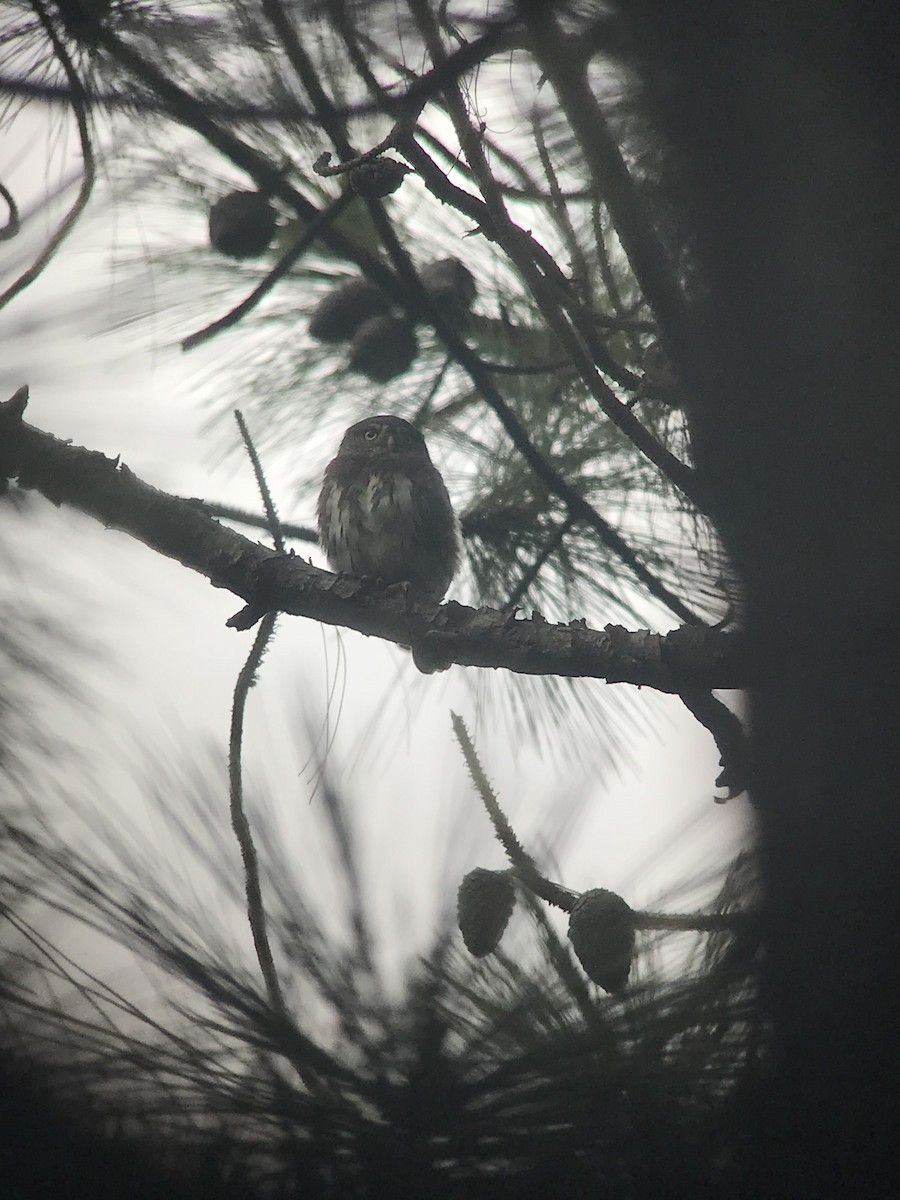 Northern Pygmy-Owl (Guatemalan) - ML71413201