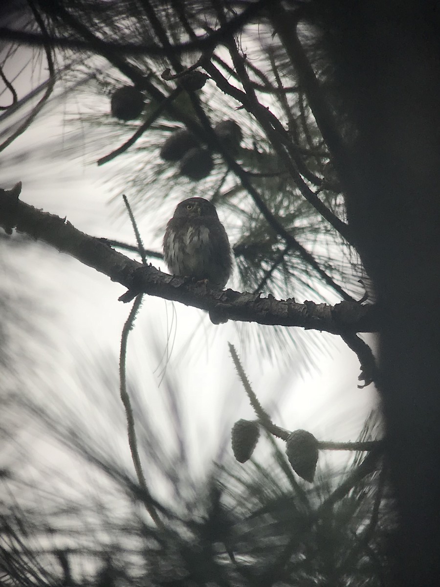 Northern Pygmy-Owl (Guatemalan) - ML71413281