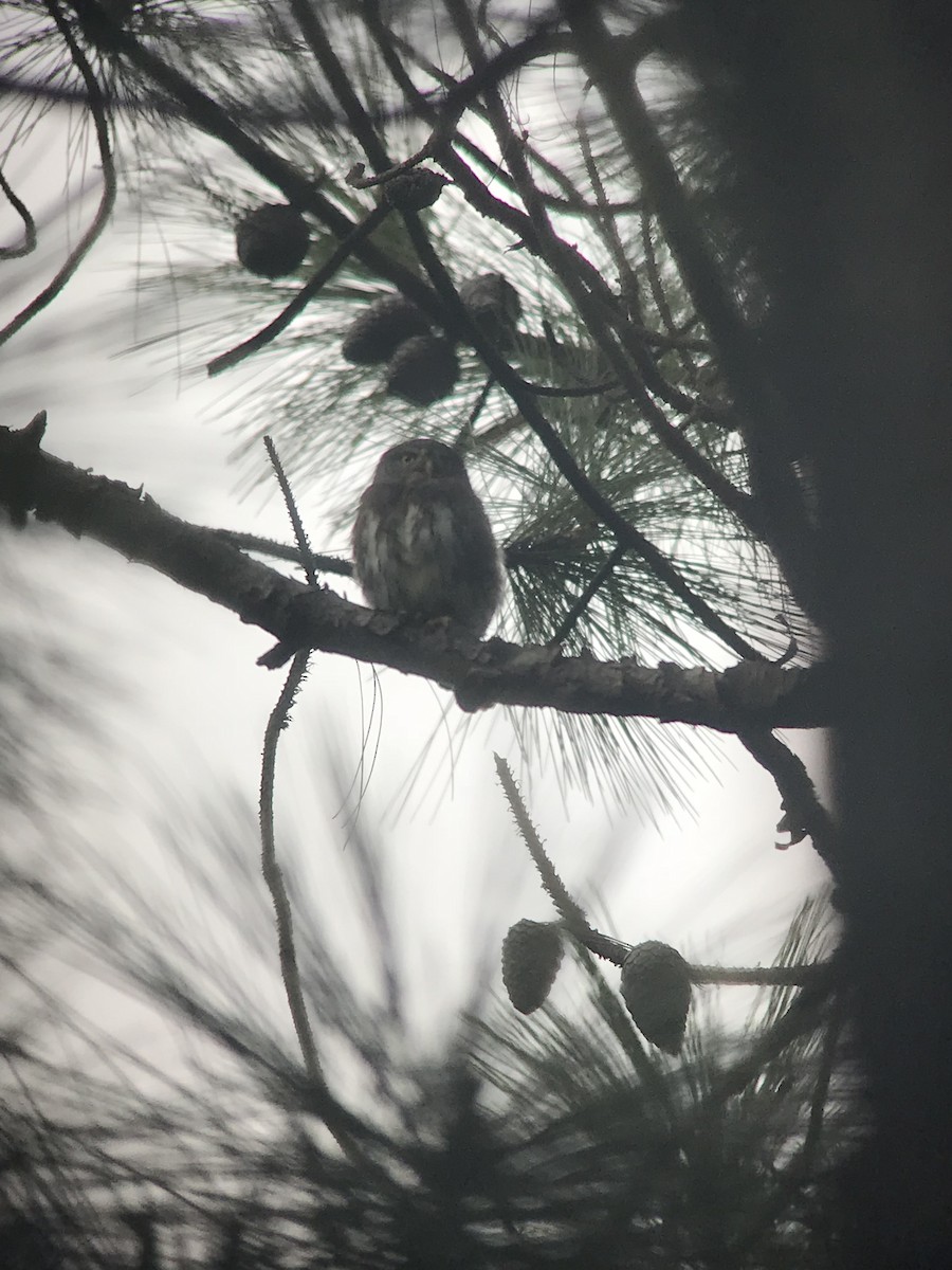 Northern Pygmy-Owl (Guatemalan) - ML71413371