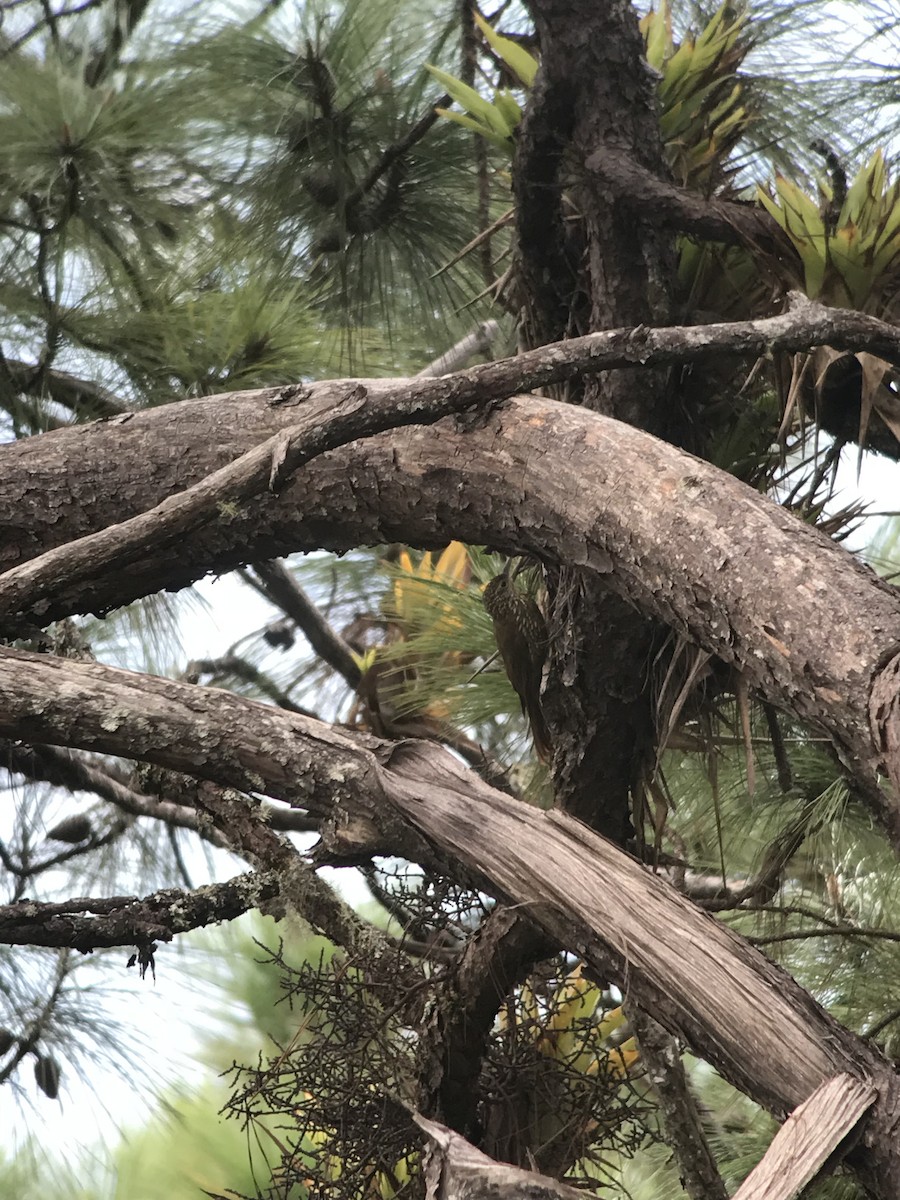 Spot-crowned Woodcreeper - William Orellana (Beaks and Peaks)