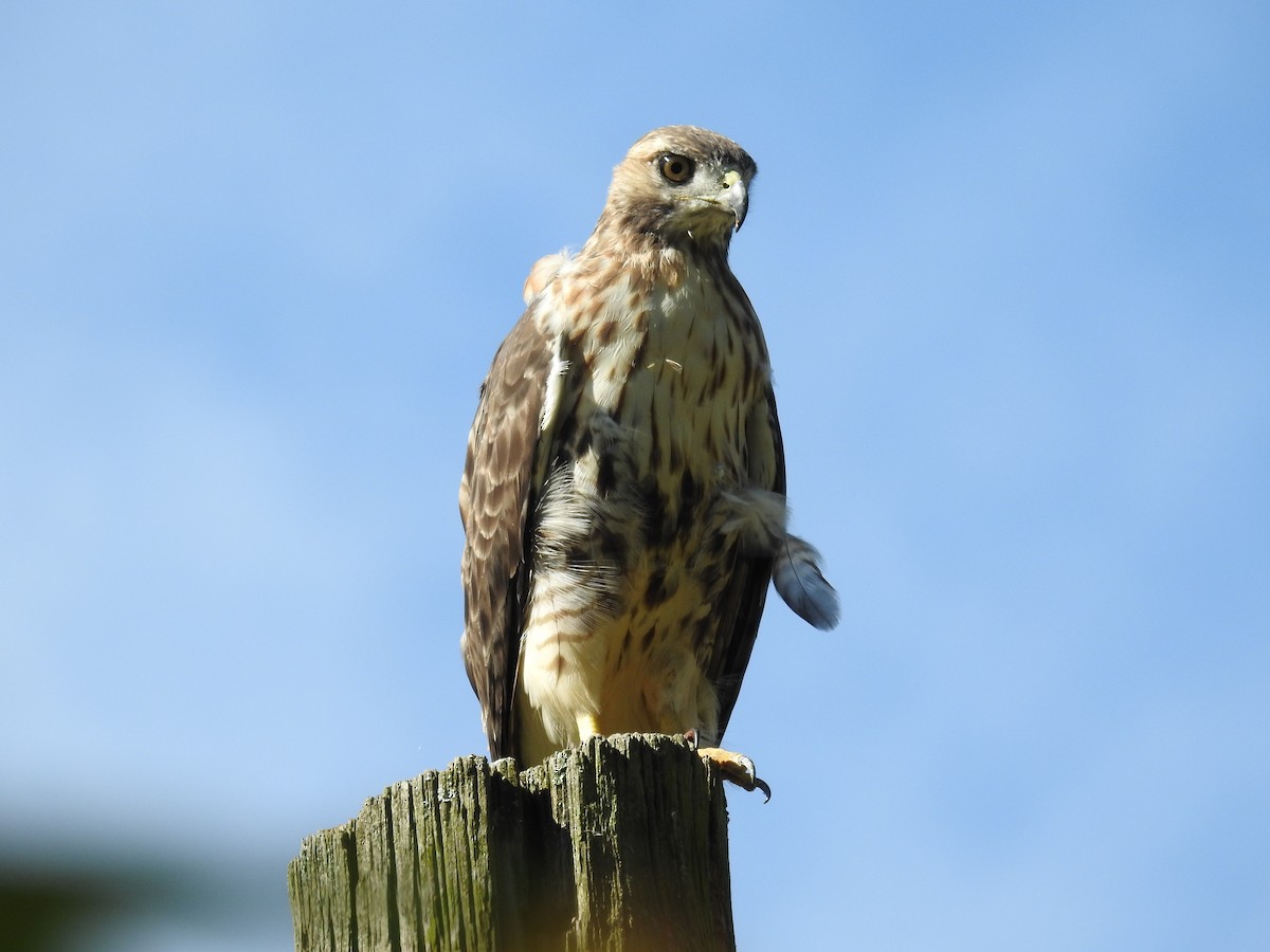 Red-tailed Hawk - Alan Buriak